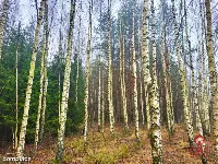 Zadbane działki leśne — zdjęcie 8