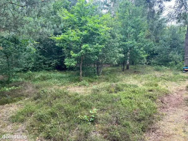 Sprzedam działkę leśną Chłapowo pod kamping — zdjęcie 4