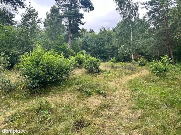Sprzedam działkę leśną Chłapowo pod kamping — zdjęcie 5