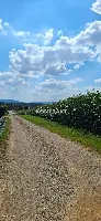 Działka — Osiek — zdjęcie 3