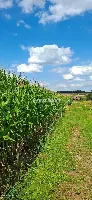 Działka — Osiek — zdjęcie 5