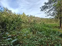 Działka — zgierski, Głowno — zdjęcie 15